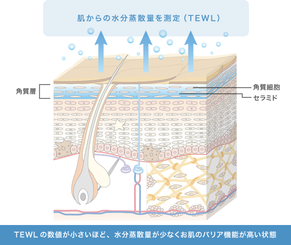 肌からの水分蒸散量を測定（TEWL）　TEWLの数値が小さいほど、水分蒸散量が少なくお肌のバリア機能が高い状態